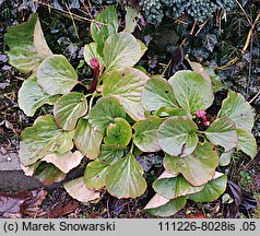 Bergenia cordifolia (bergenia sercowata)