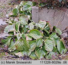 Bergenia cordifolia (bergenia sercowata)