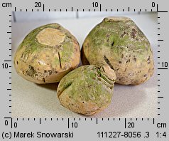 Brassica napus ssp. napobrassica