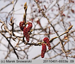 Populus ×canadensis (topola kanadyjska)