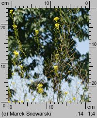 Sisymbrium loeselii (stulisz Loesela)