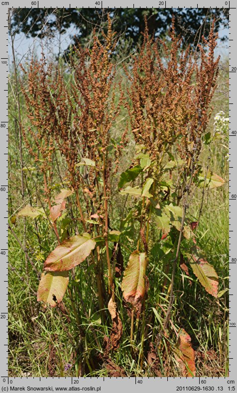 Rumex obtusifolius (szczaw tępolistny)