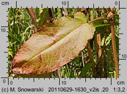 Rumex obtusifolius (szczaw tępolistny)