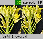 Sisymbrium loeselii (stulisz Loesela)