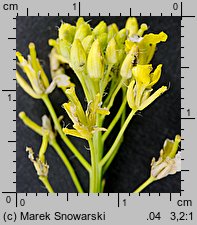 Sisymbrium loeselii (stulisz Loesela)