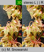 Rumex obtusifolius (szczaw tępolistny)