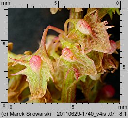 Rumex obtusifolius (szczaw tępolistny)