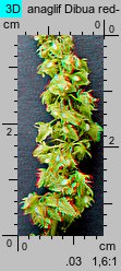 Rumex obtusifolius (szczaw tępolistny)