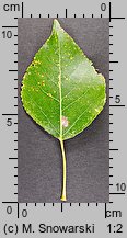 Populus ×canadensis (topola kanadyjska)