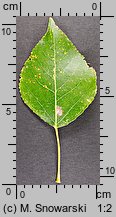 Populus ×canadensis (topola kanadyjska)