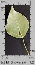 Populus ×canadensis (topola kanadyjska)