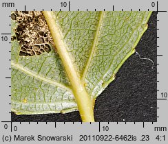 Populus ×canadensis (topola kanadyjska)