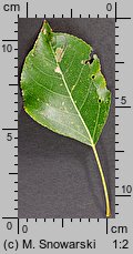 Populus ×canadensis (topola kanadyjska)