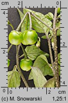 Solanum nigrum (psianka czarna)