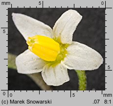 Solanum nigrum (psianka czarna)