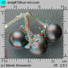 Solanum nigrum (psianka czarna)