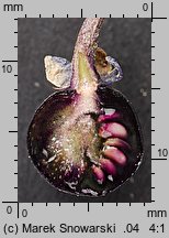 Solanum nigrum (psianka czarna)