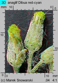 Senecio vulgaris (starzec zwyczajny)