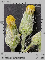 Senecio vulgaris (starzec zwyczajny)