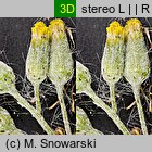 Senecio vulgaris (starzec zwyczajny)