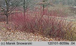 Cornus alba (dereń biały)