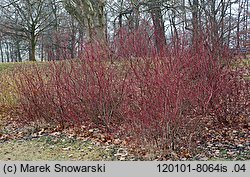 Cornus alba (dereń biały)