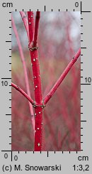 Cornus alba (dereń biały)