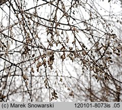 Elaeagnus angustifolia (oliwnik wąskolistny)