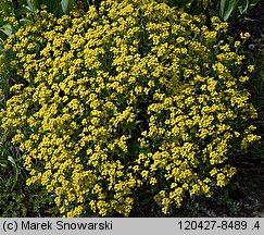 Aurinia saxatilis ssp. saxatilis (smagliczka skalna)