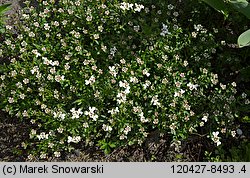 Iberis sempervirens (ubiorek wiecznie zielony)