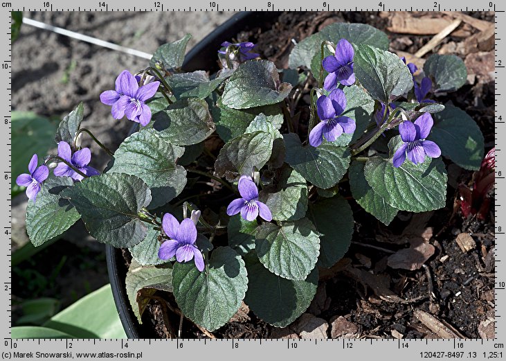 Viola labradorica (fiołek labradorski)