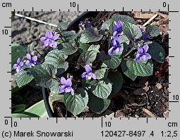 Viola labradorica (fiołek labradorski)