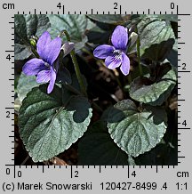 Viola labradorica (fiołek labradorski)