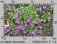 Aubrieta ×cultorum (żagwin ogrodowy)