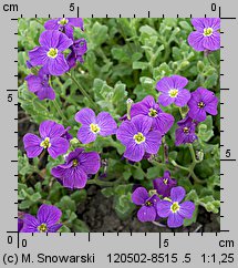 Aubrieta ×cultorum (żagwin ogrodowy)