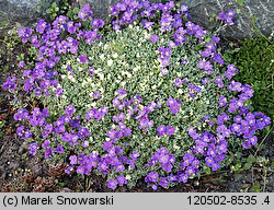 Aubrieta ×cultorum (żagwin ogrodowy)