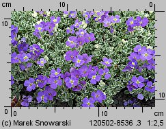 Aubrieta ×cultorum (żagwin ogrodowy)