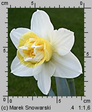 Narcissus Poppeye
