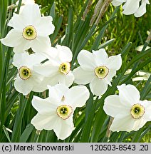 Narcissus poeticus ssp. poeticus (narcyz biały)