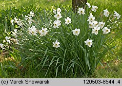 Narcissus poeticus ssp. poeticus (narcyz biały)