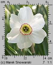 Narcissus poeticus ssp. poeticus (narcyz biały)