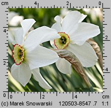 Narcissus poeticus ssp. poeticus (narcyz biały)