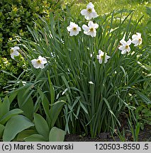 Narcissus poeticus ssp. poeticus (narcyz biały)