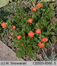 Geum coccineum (kuklik szkarłatny)