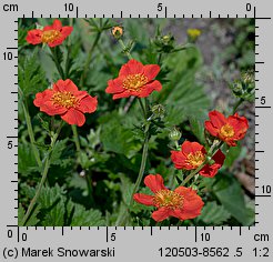 Geum coccineum (kuklik szkarłatny)