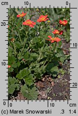 Geum coccineum (kuklik szkarłatny)