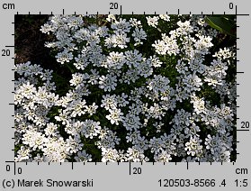 Iberis sempervirens (ubiorek wiecznie zielony)