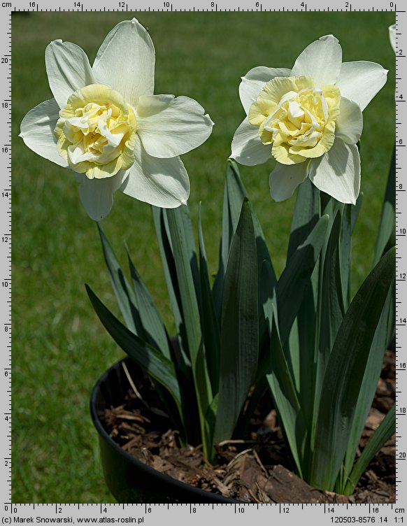 Narcissus Poppeye