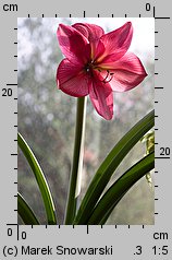 Hippeastrum (amarylis (ogr.))