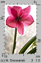 Hippeastrum (amarylis (ogr.))